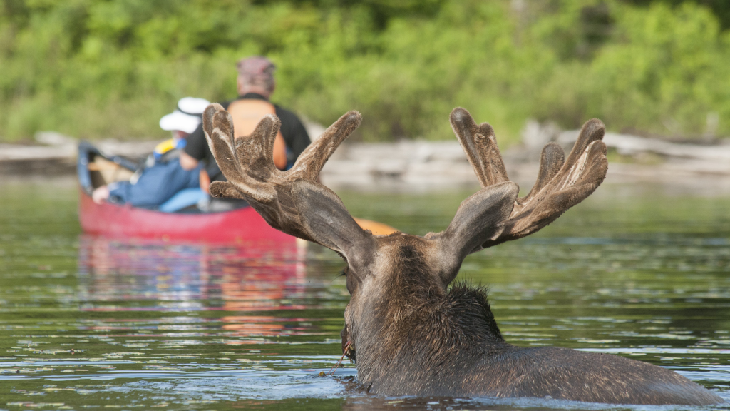 巨体に立派な角をつけ 時には湖の湖底までダイビング ムース ヘラジカ