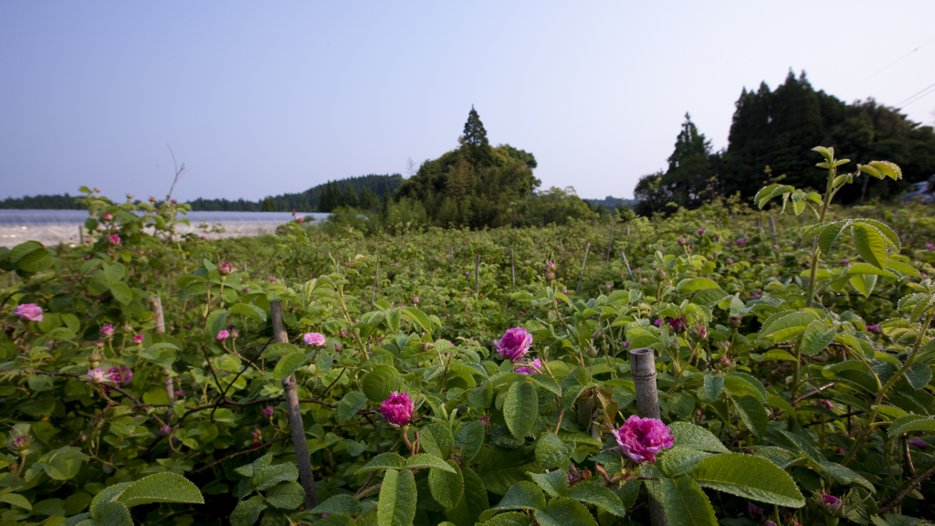 健康的な農法で様々なバラを栽培する「仁田脇バラ園」