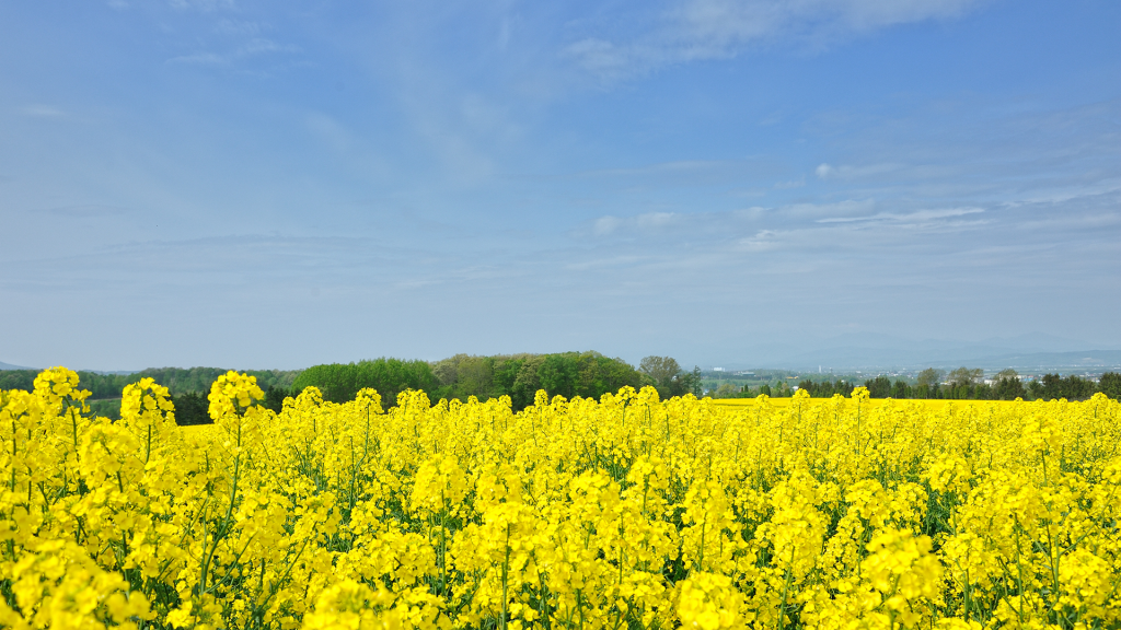 菜の花畑の作付面積日本一を誇る滝川市。5月下旬から6月上旬にかけて、黄色い絨毯が市内各地に広がります