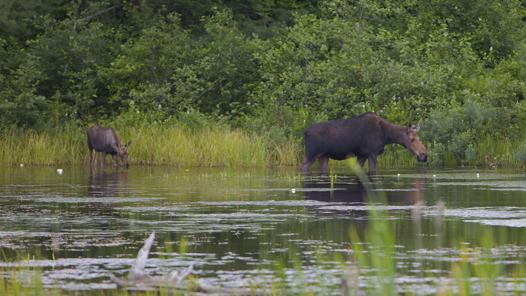 巨体に立派な角をつけ 時には湖の湖底までダイビング ムース ヘラジカ