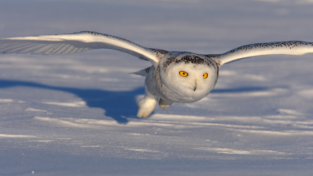 特殊な羽の形状により風切音を立てずに獲物に近づき、力強い足で瞬時に捕獲（Photo: Tourism Quebec / Heiko Wittenborn）
