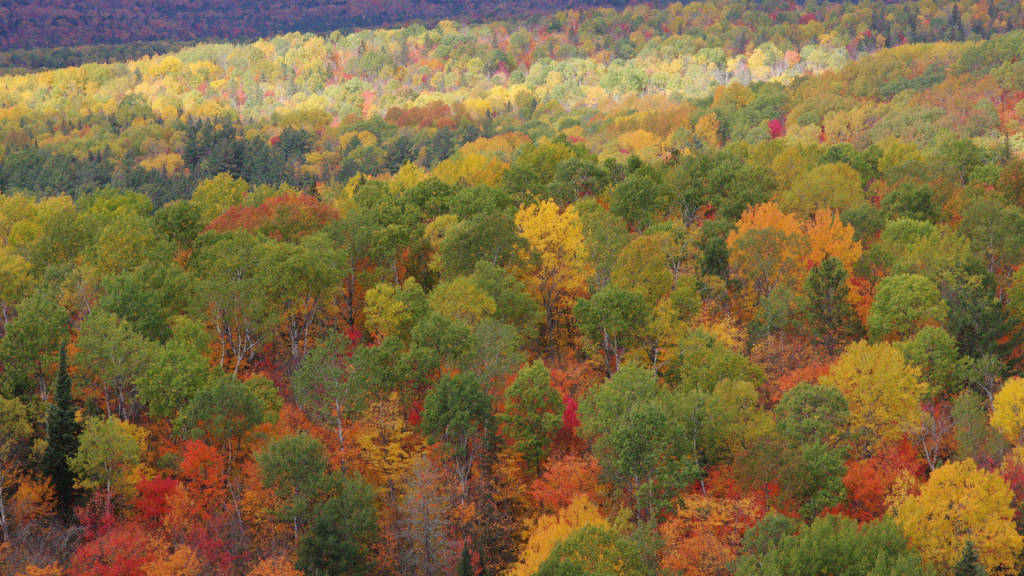 地平線まで森が色づく秋景色も見事